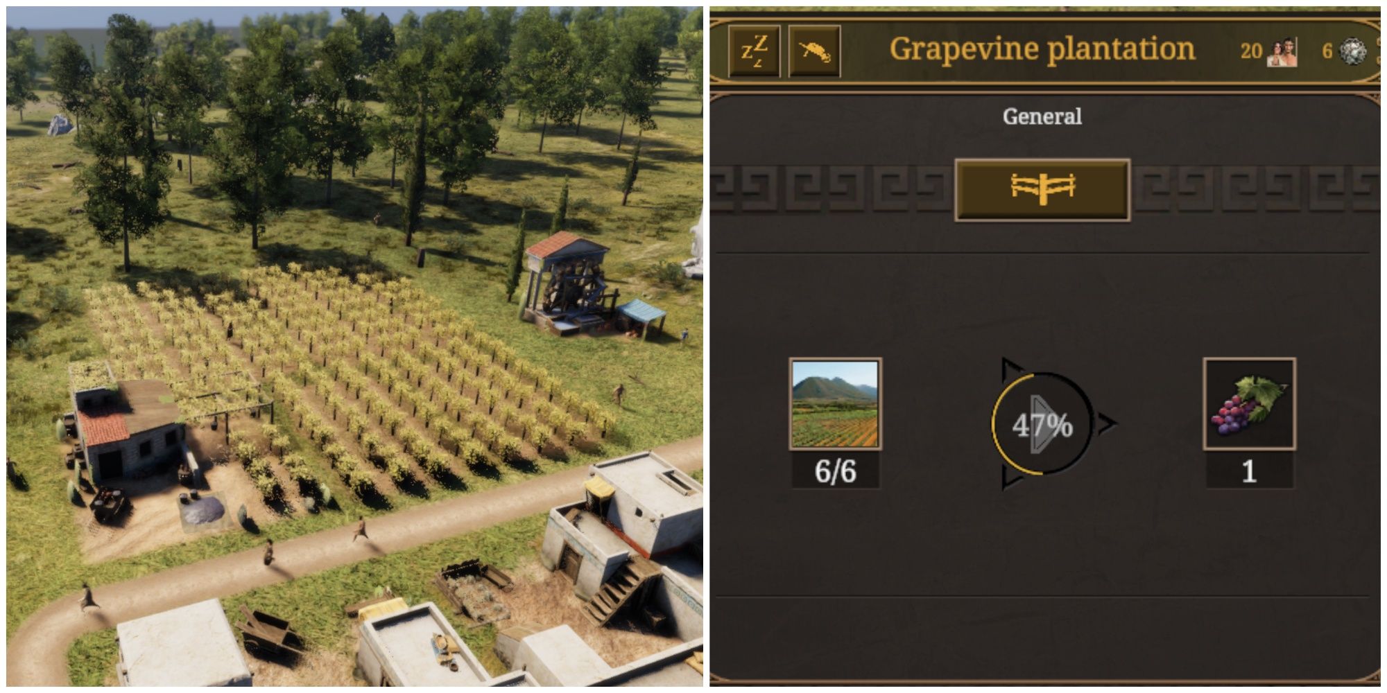 grapevine fields production